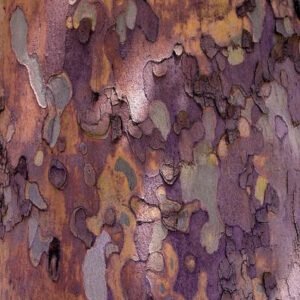 Projeto de restauração ecológica implementado na UNISO