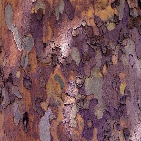 Projeto de restauração ecológica implementado na UNISO