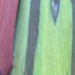 O papel dos Jardins Botânicos para a conservação da flora local