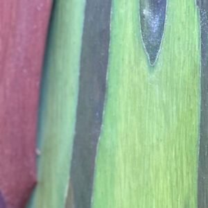 O papel dos Jardins Botânicos para a conservação da flora local