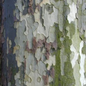 Mudanças climáticas: Como os microplásticos moldam o nosso futuro