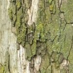 Papéis ecológicos do mico leão preto (Leontopithecus chrysopygus) em uma floresta ombrófila densa