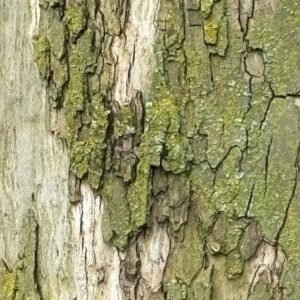 Papéis ecológicos do mico leão preto (Leontopithecus chrysopygus) em uma floresta ombrófila densa