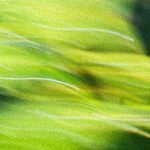 Fórum Agricultura Familiar