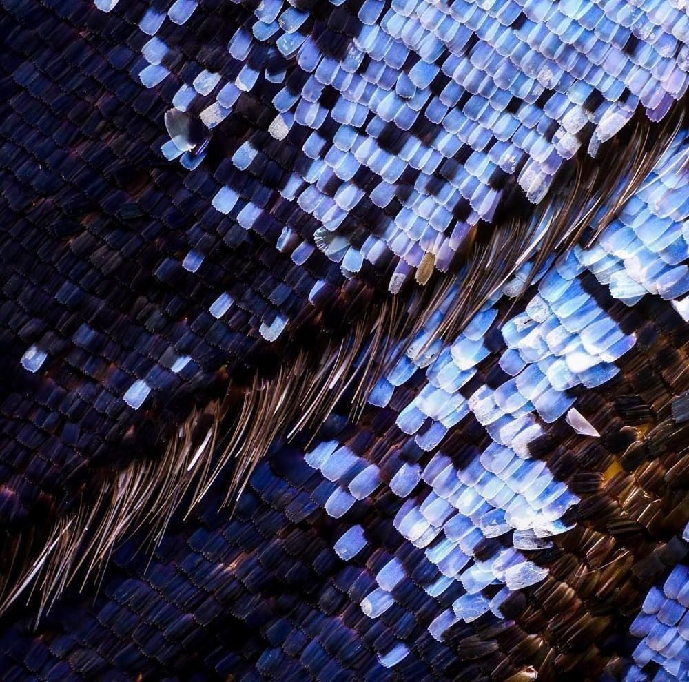 Biotecnologia Verde: Engenharia do futuro.